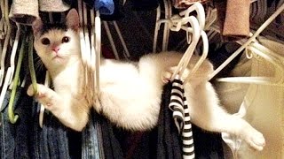 best funny animal video best funny animal video