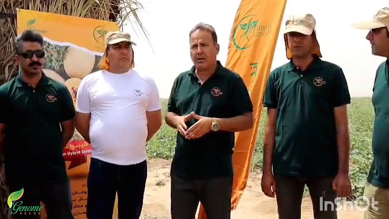 خربزه هیبرید سرخه تست تراشه ژنی