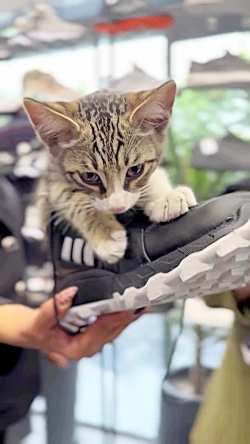 کتونی سایز بزرگ مردانه