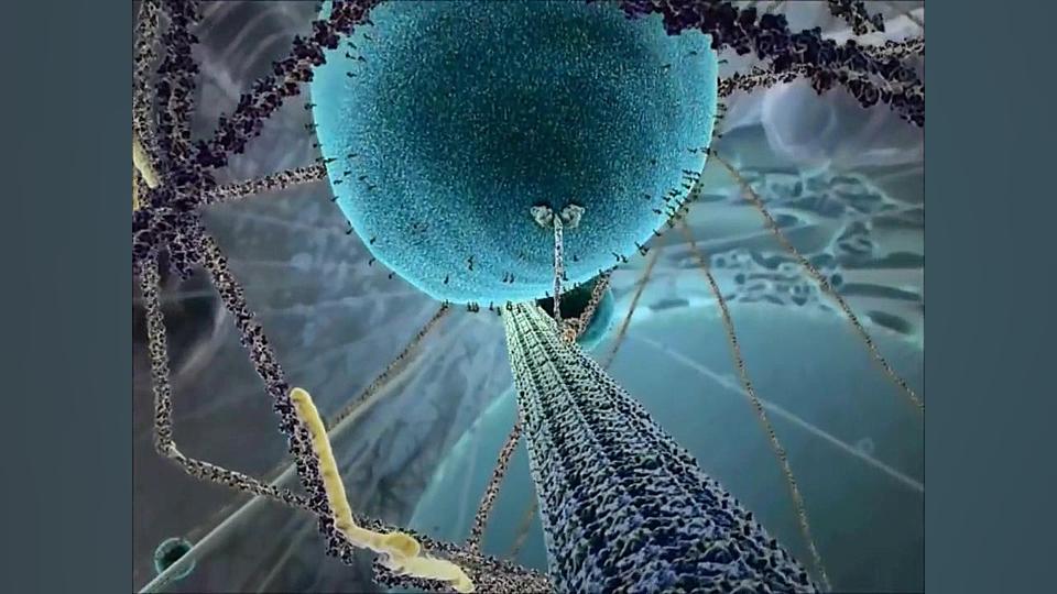 Kinesin protein walking on microtubule پریودنتیکس