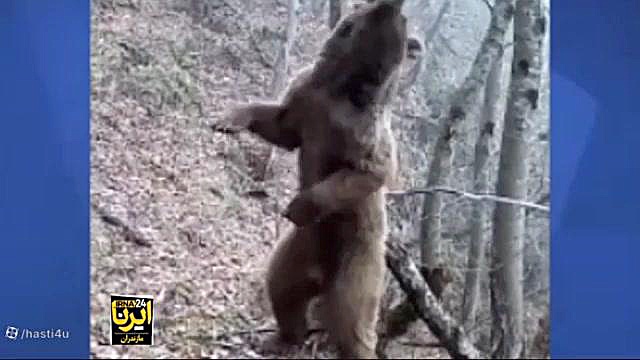 (ویدیو) ترفند جالب خرس قهوه‌ای برای رفع خارش پوست دندانپزشک زیبایی