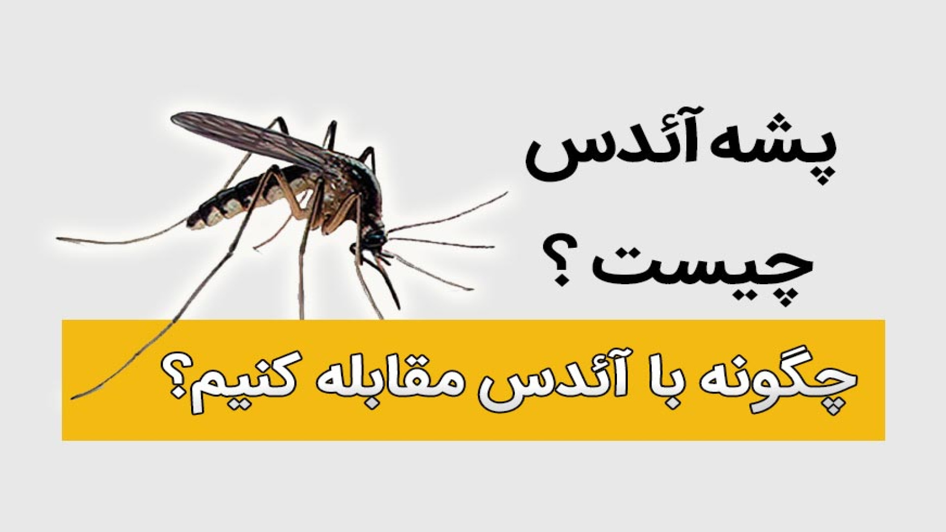 پشه آئدس و تب دنگی منافذ باز پوست