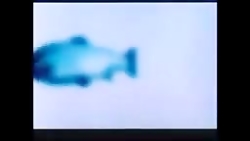 فیلم ایرانی ماهی ها1