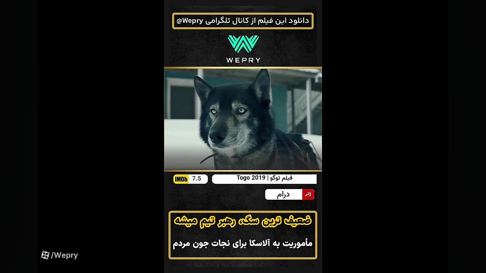 معرفی فیلم هیجانی ( Togo 2019 | توگو  ) توگو رهبر سگ قهرمان زمان45ثانیه
