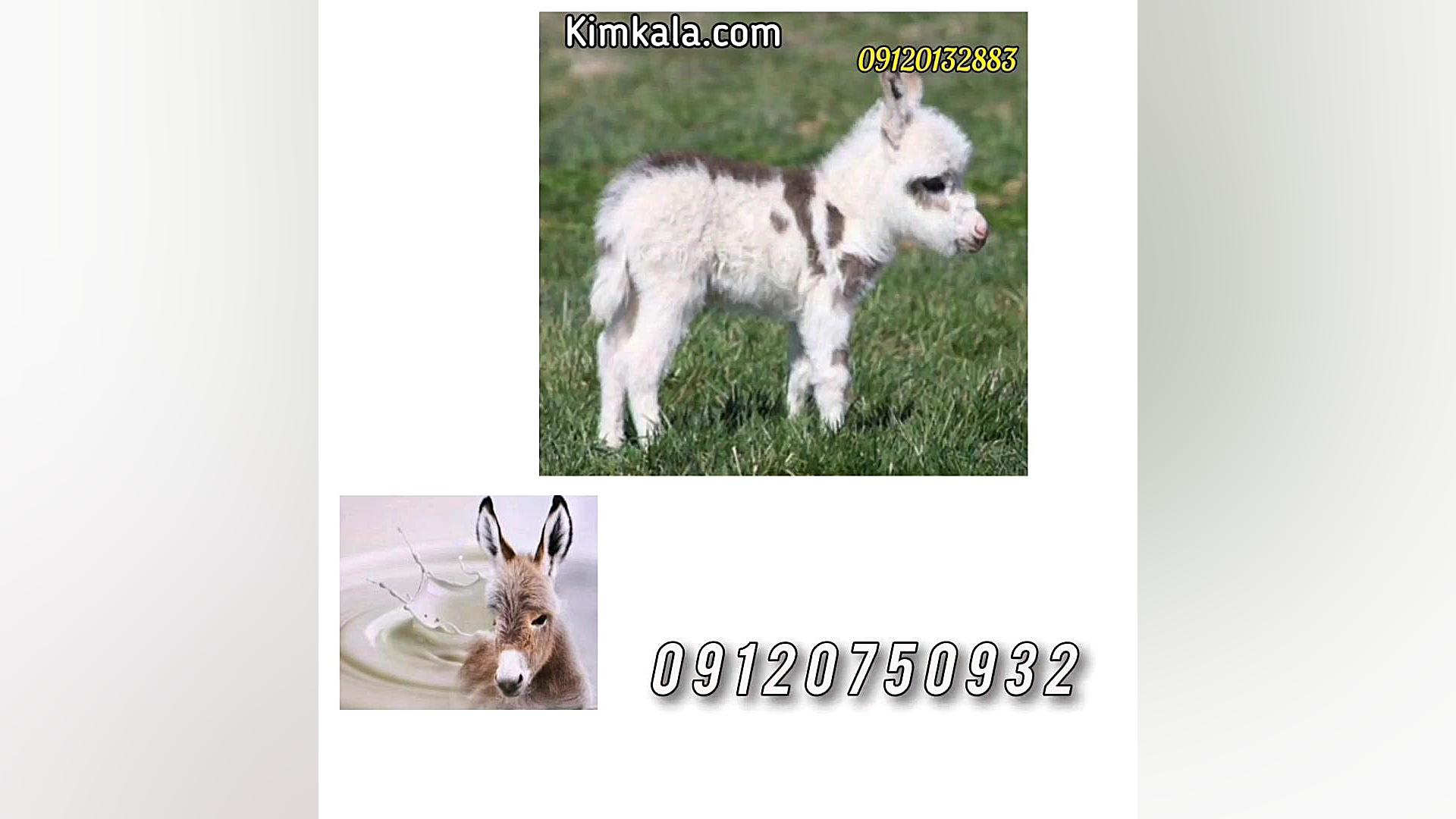 شیر الاغ برای درمان انواع بیماری های ریوی و لک و آکنه های پوست بیماری سندرم فریمن شلدون