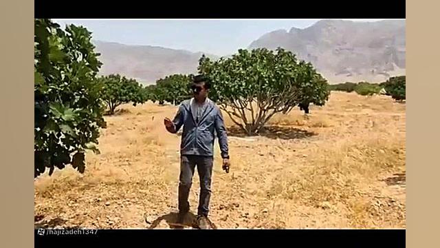 پیشگیری از آفتاب سوختگی در درختان انجیر کلینیک لیزر