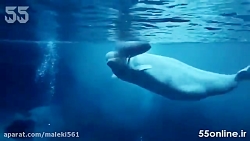 لحظه به دنیا آمدن نوزاد نهنگ س...