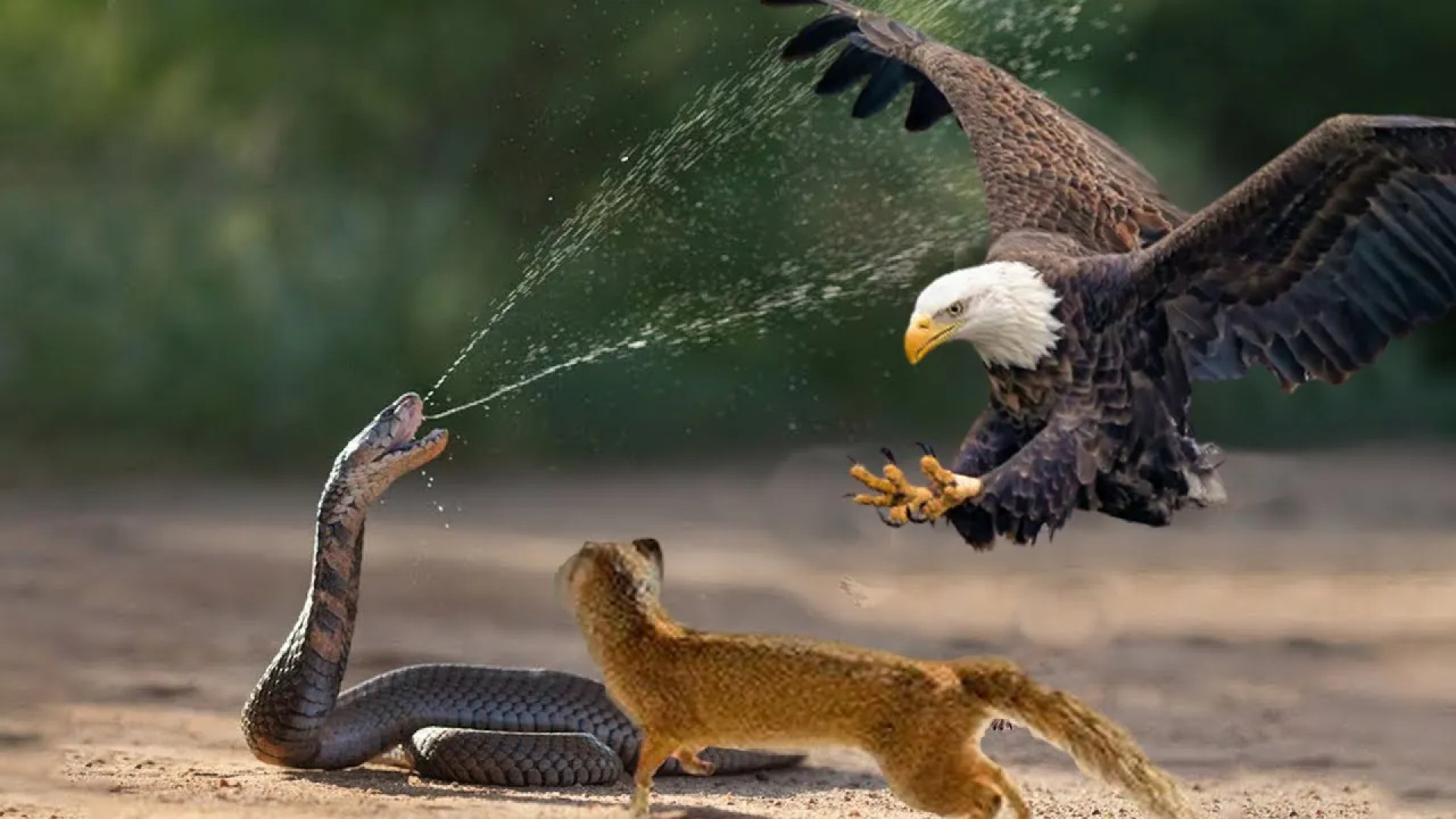 The Mongoose And The Eagle Tried To Approach The Snake But What Happened Was U زمان182ثانیه