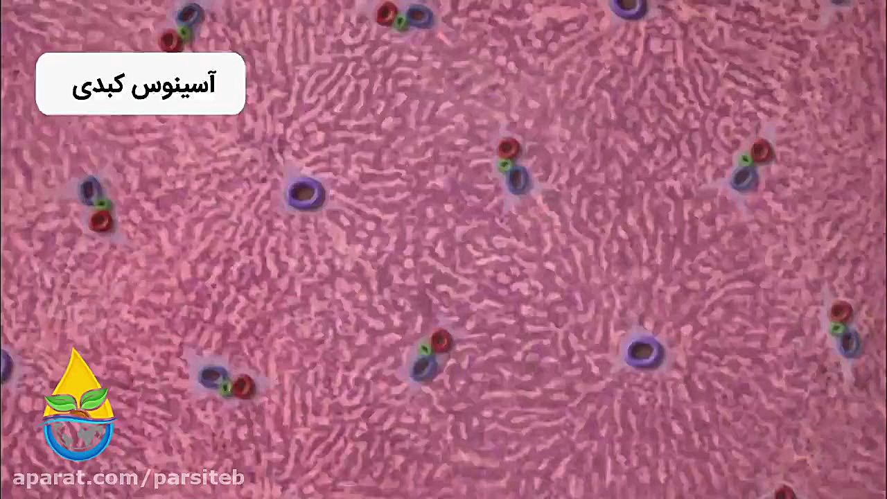 ساختار کبد و جریان خون و صفرا و بررسی دقیق سلولهای کبدی لیفت پیشانی