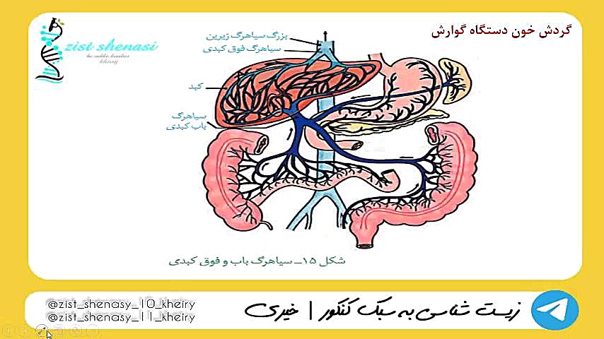 گردش خون دستگاه گوارش کاشت ابرو