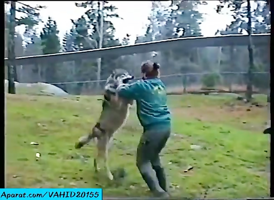 Бабы бьют волка. Как волка бьют. Волки спариваются. Как волка бьют. Волк на задних лапах.