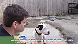 How to Start Training a New Do...