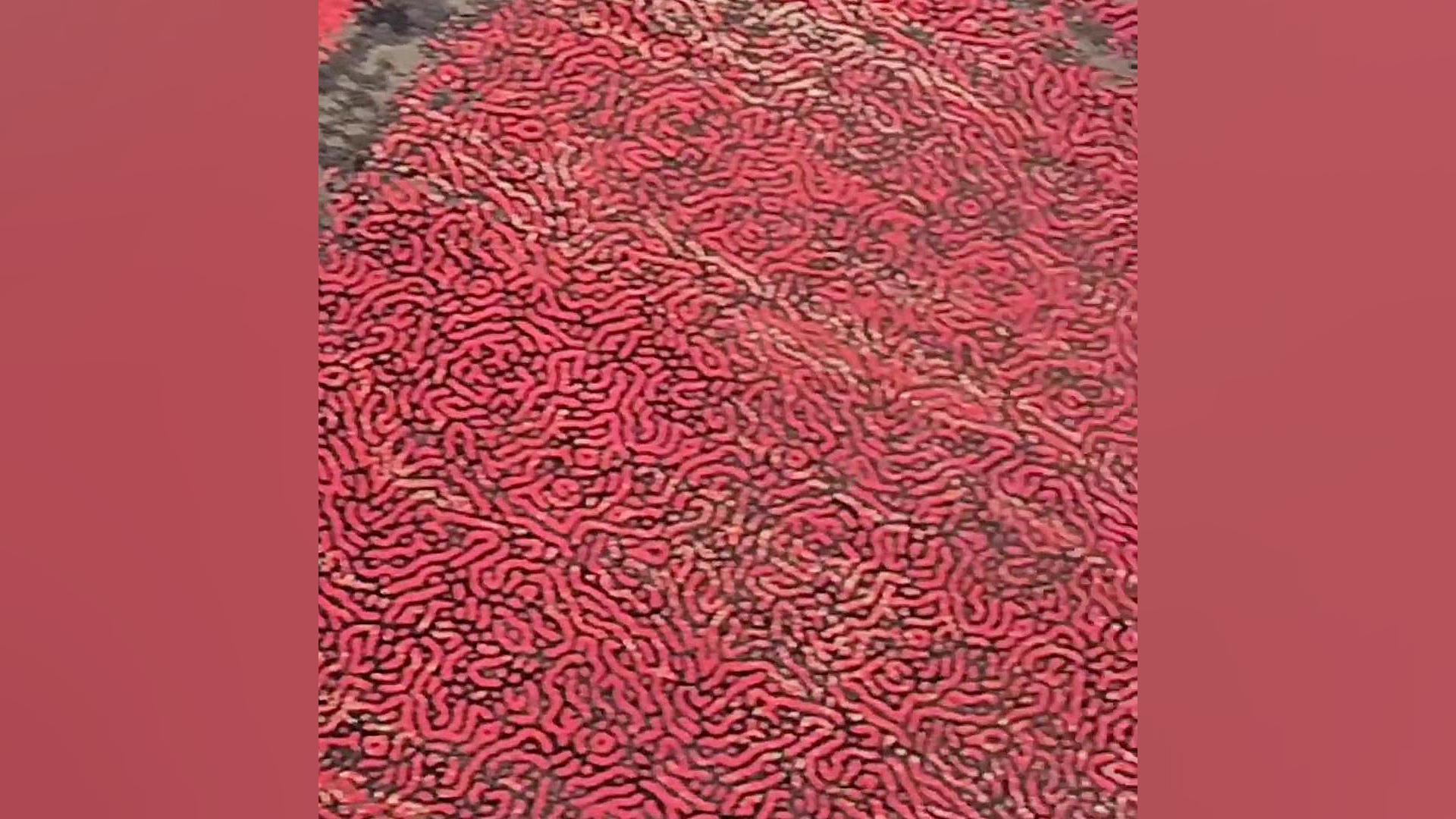 فرش ماشینی آذردکور کلکسیون فرش بهشتی تبریز نخ آکریلیک 1200شانه،کد لاوین 380 اما واتسون