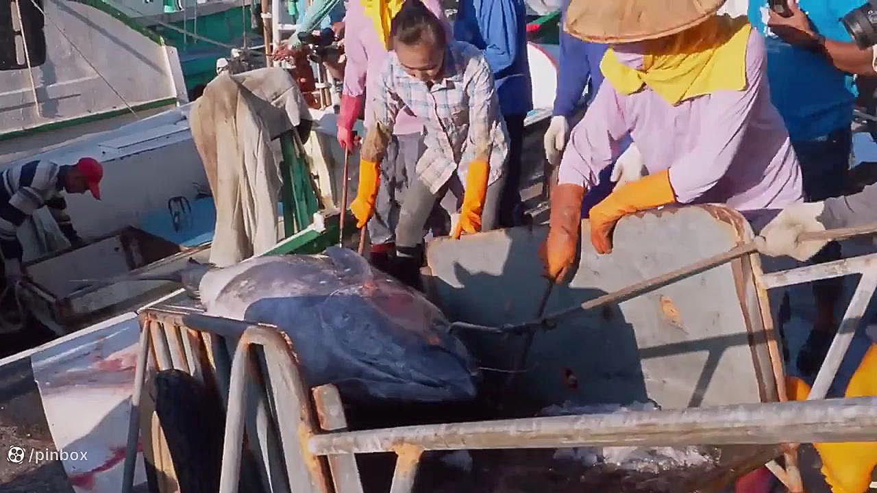 برش ماهی تن غول پیکر با چاقوی تیز استاد ساشیمی ماموپلاستی