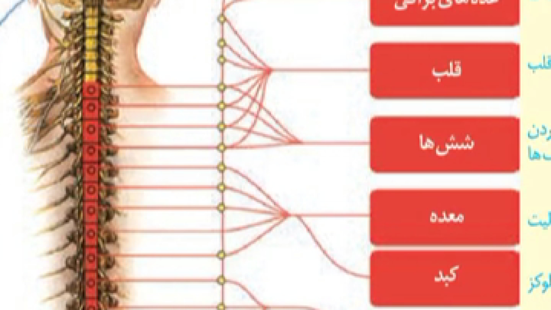 معرفی بخش های مختلف دستگاه عصبی لیزر موهای زائد