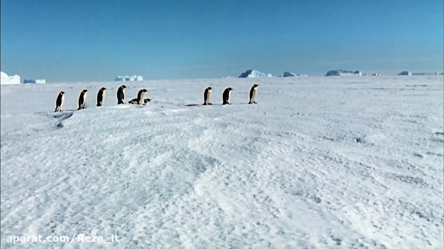 مستند رژه پنگوئن ها (۲۰۰۵) - دوبله فارسی ᴴᴰ زمان4816ثانیه