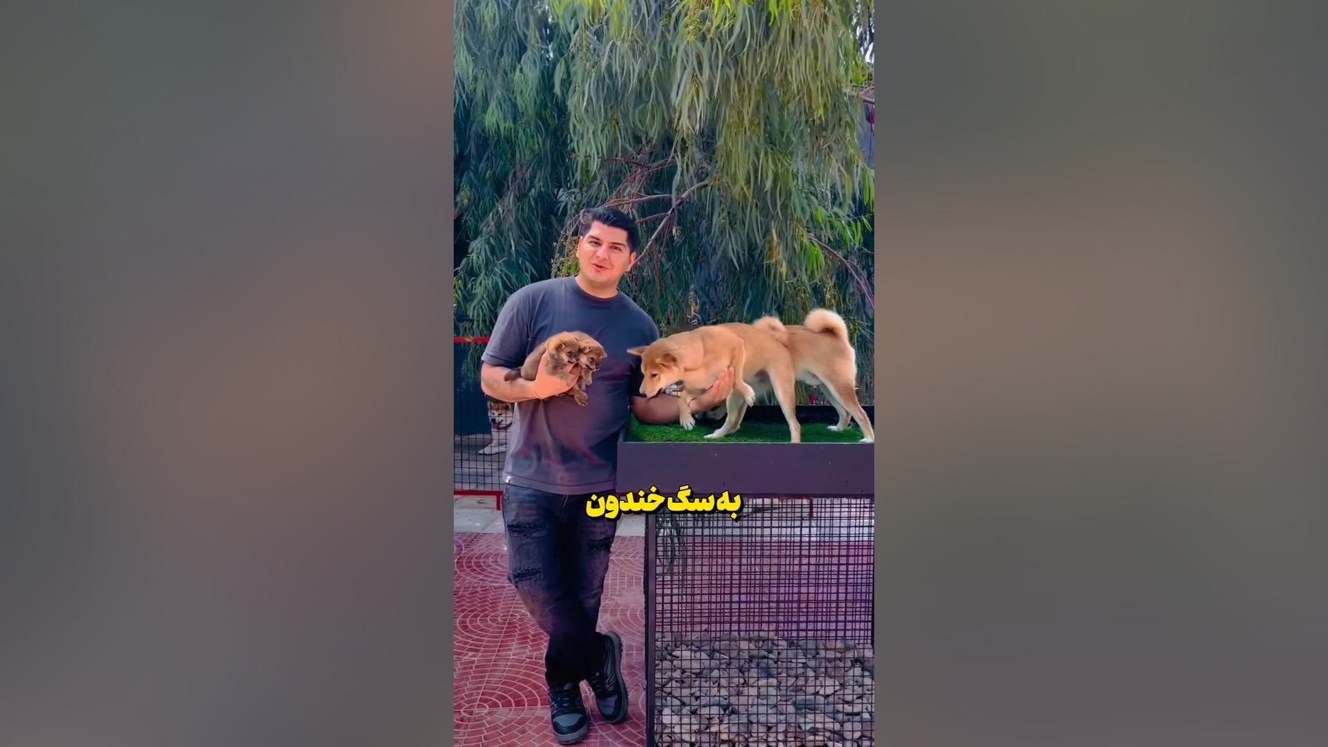نژاد , زیبای , شیبا , اینو , معرفی , خصوصیات , سگ , همراه , خانواده , شناخته