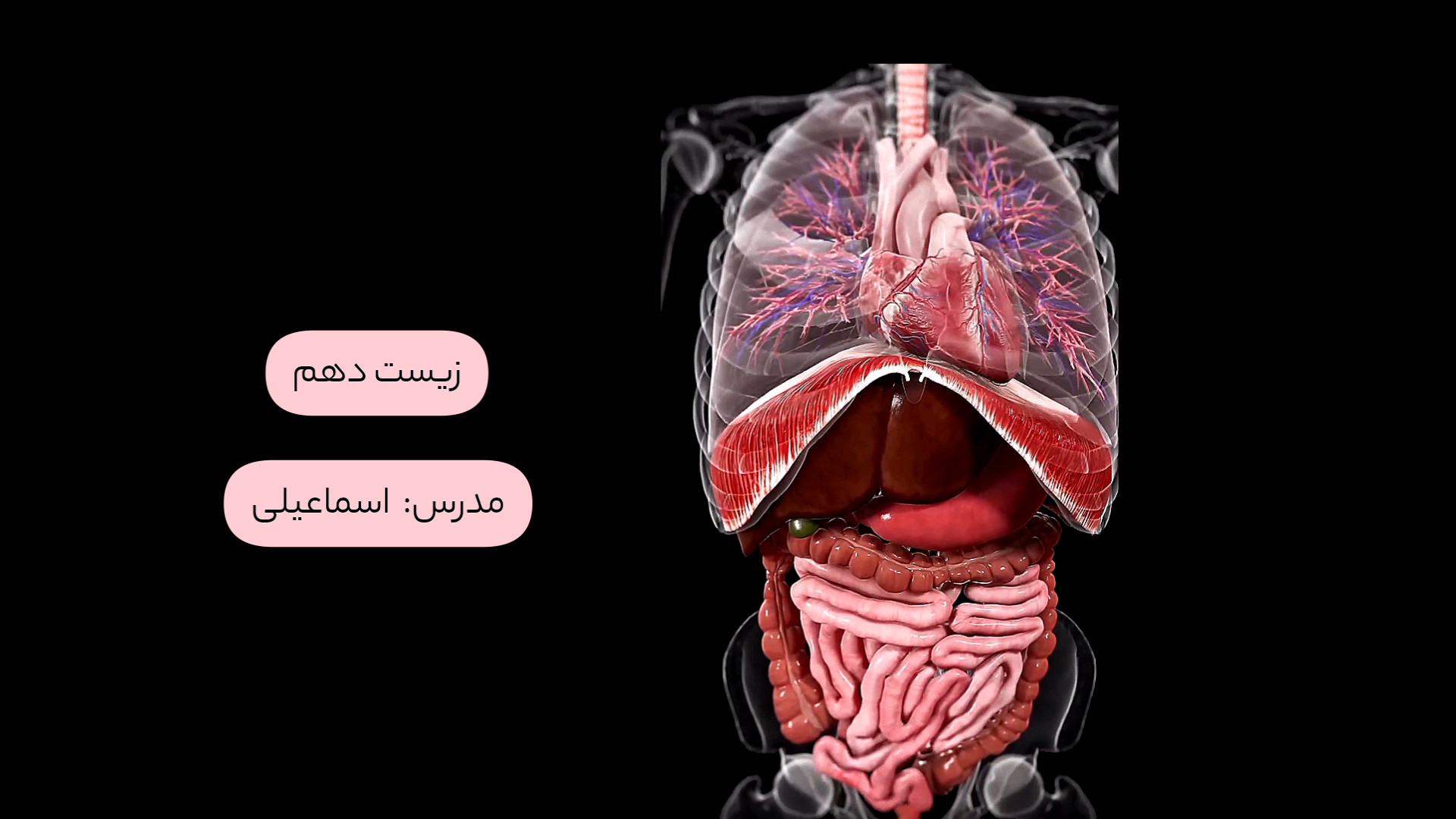 تصویر سه بعدی دستگاه گوارش پلاستیک لثه
