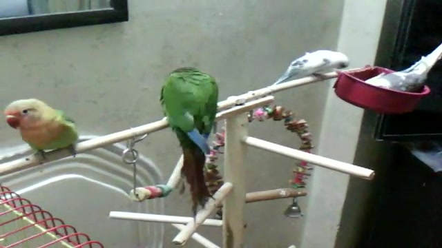 باغ پرندگان من - ۲ زمان116ثانیه