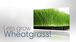 How To Grow The Best Wheatgras...