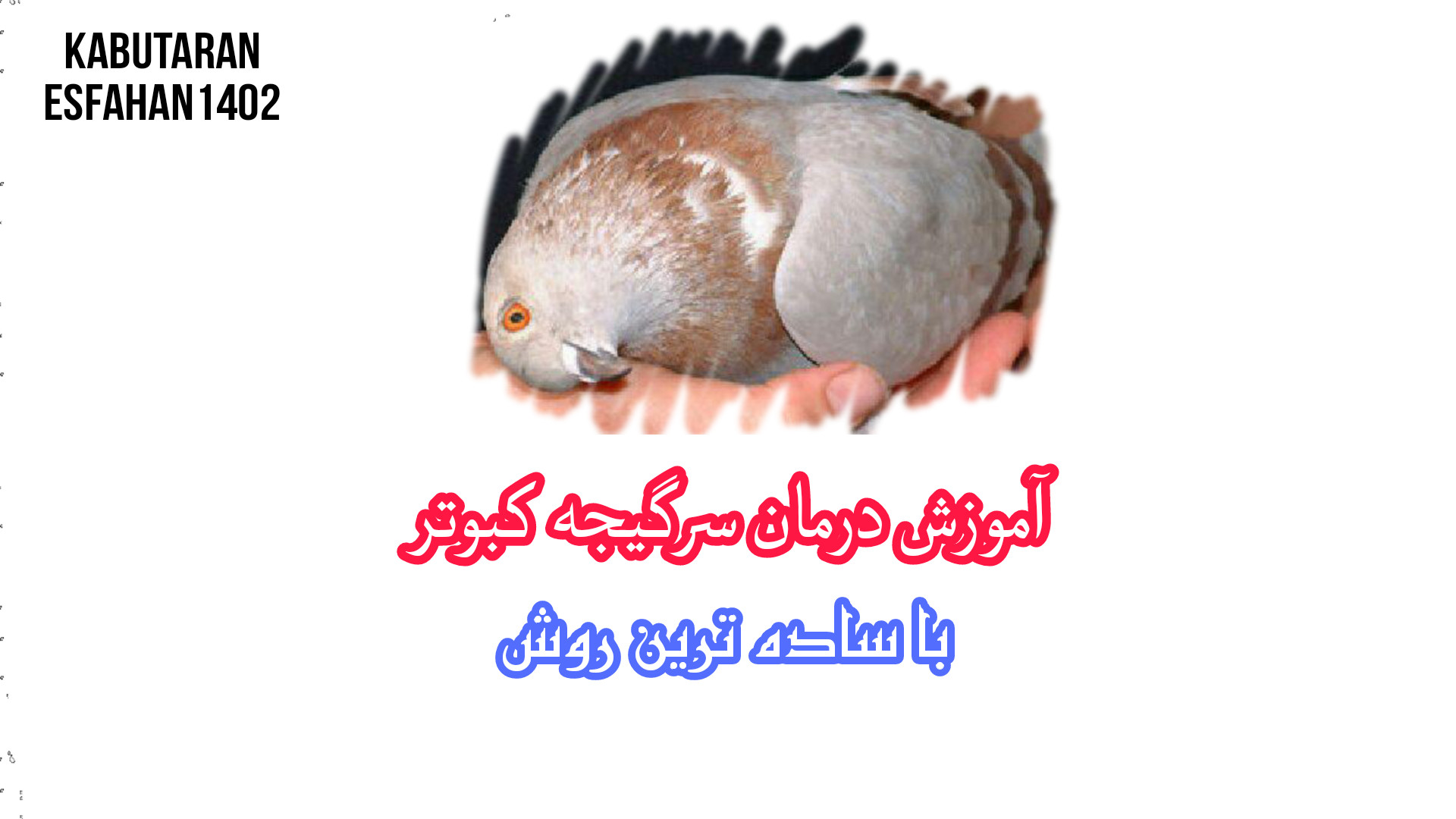 آموزش درمان سرگیجه ی کبوتر (ساده ترین روش) کامپوزیت ونیر