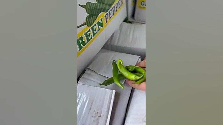 ارسال ۱ نیسان فلفل سبز از ورامین به مقصد ایلام اصلاح فرم صورت