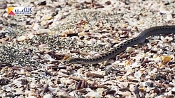 حمله وحشتناک و دسته جمعی مارها...