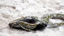 فیلم نبرد سخت و نفس گیر مار پی...