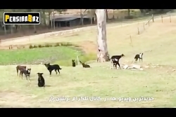 چالش مانکن سگ ها