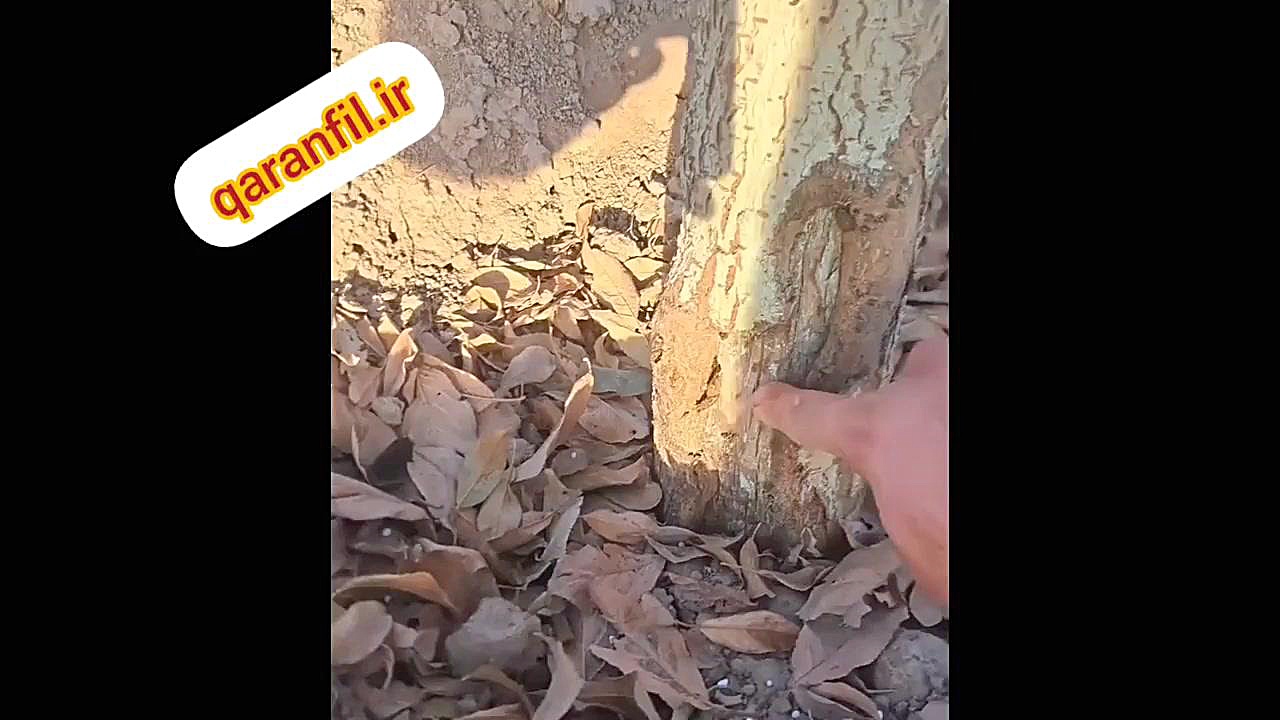 کنترل بیماری شانکر درخت رادیوگرافی دندان