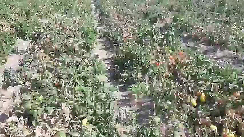 مشکلات و عوارض بیماری قارچی سفید سطحی در مزارع گوجه فرنگی CUT&Tag