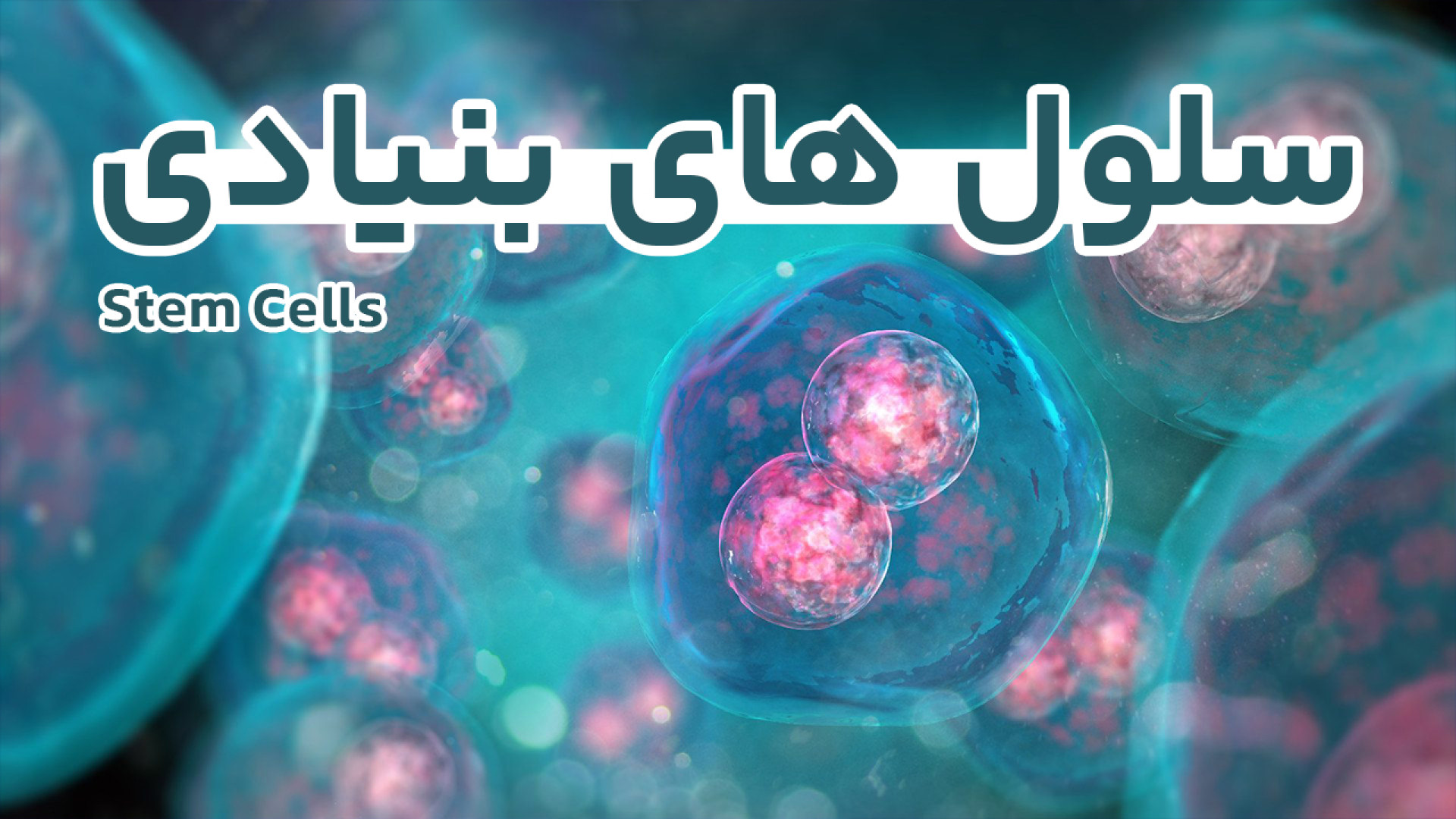 سلول های بنیادی (Stem Cells) و تمایز سلولی چیست ؟ ویدیو