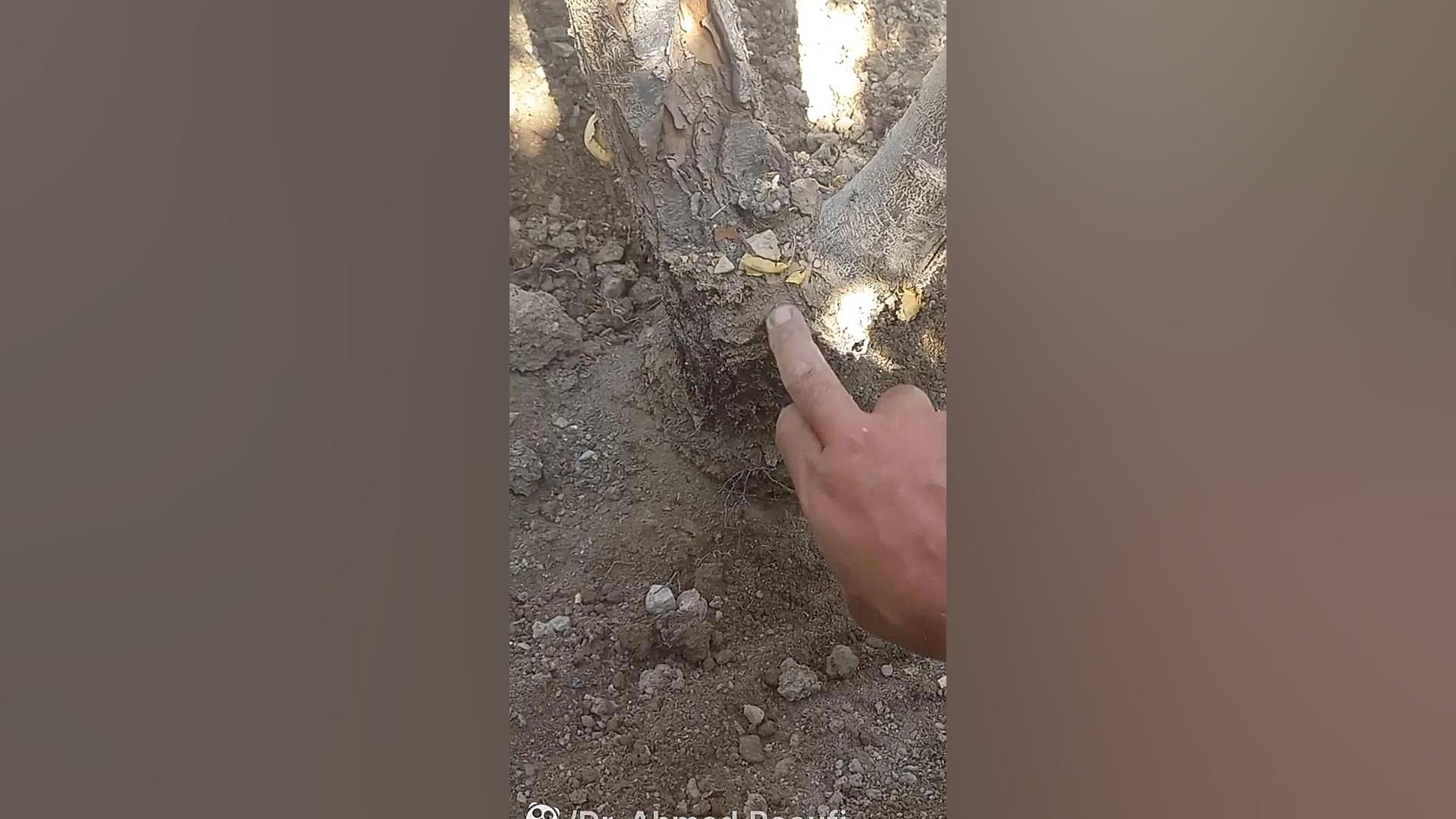پوسیدگی طوقه درختان میوه در اثر کاشت عمیق درخت!!! پست جدید