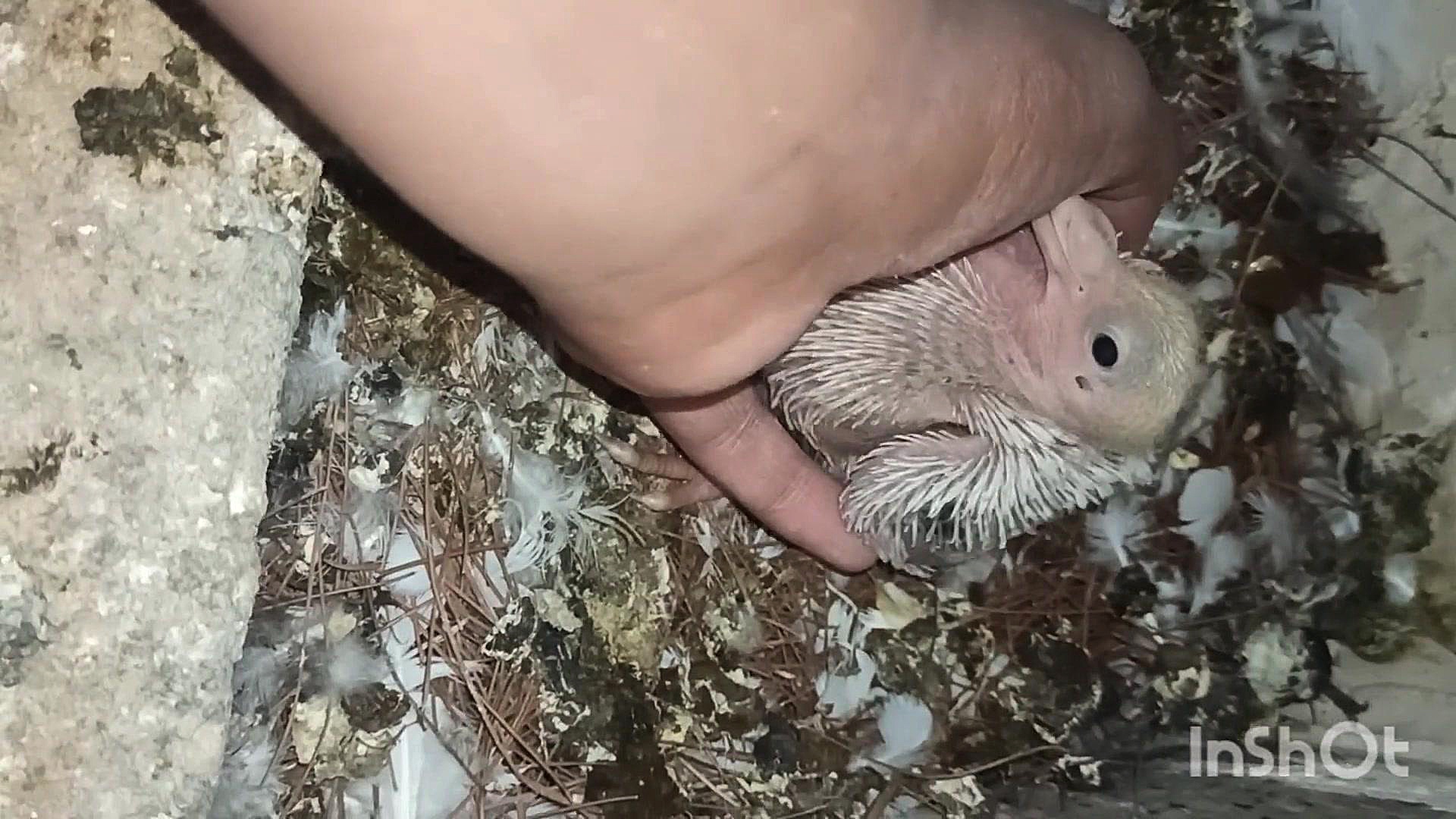 جوجه سرور بهنوش بختیاری