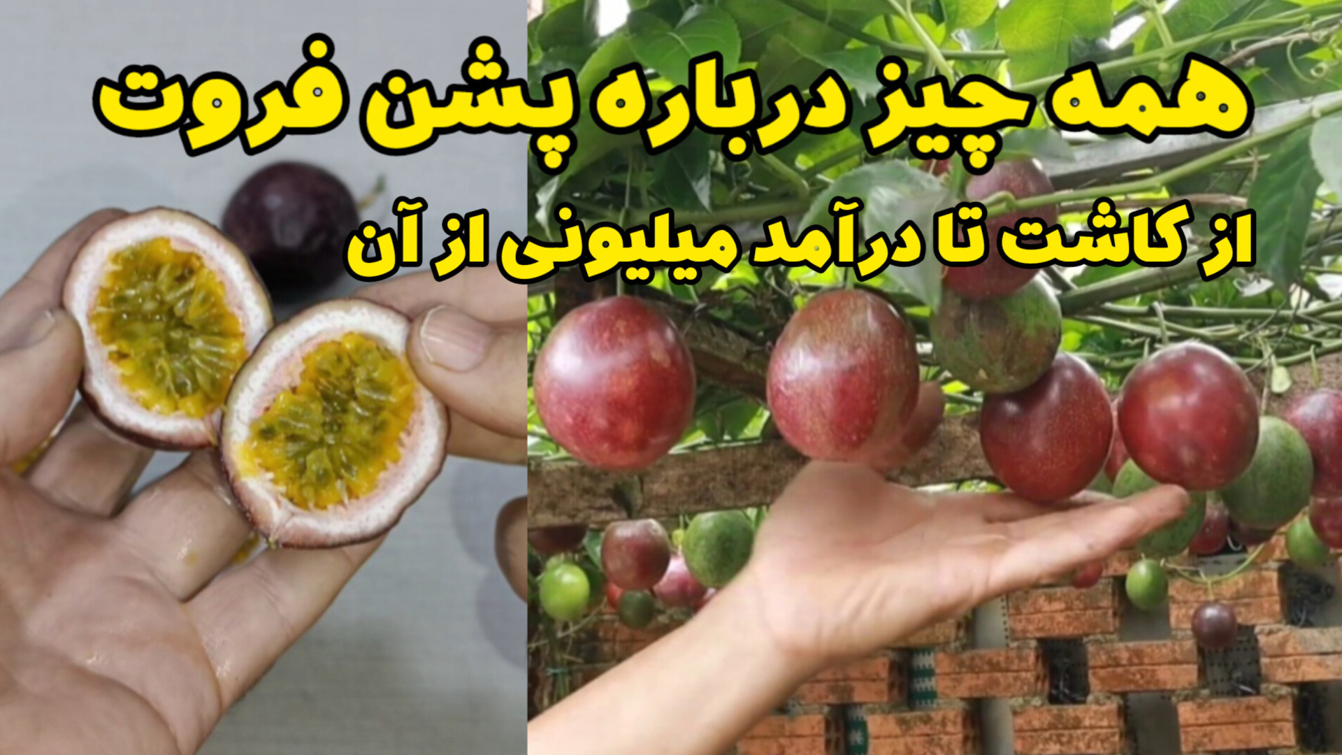 پشن فروت / معرفی، پرورش و نگهداری میوه استوایی پشن فروت زمان538ثانیه