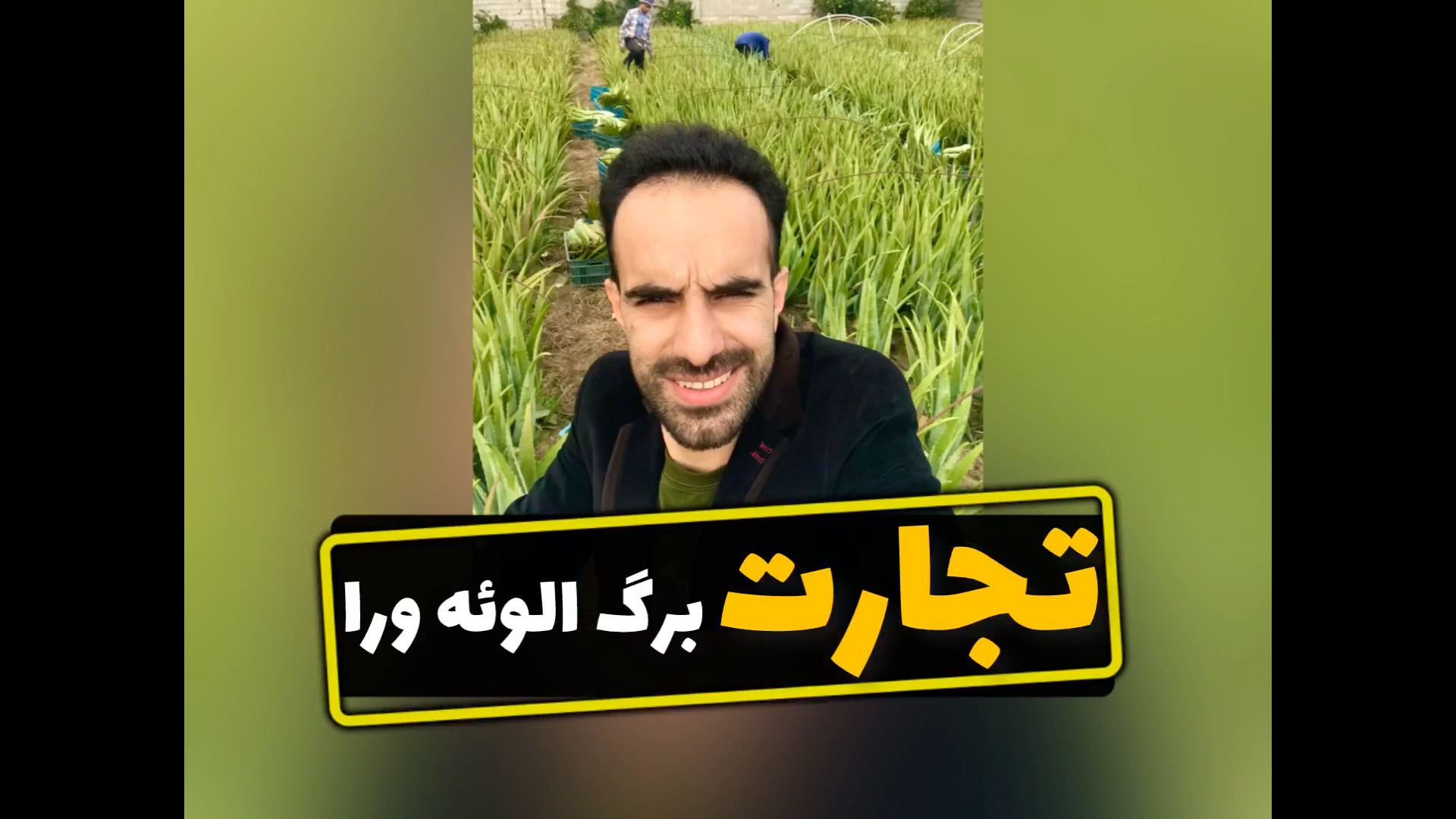 تجارت برگ الوئه ورا درمان سلولیت