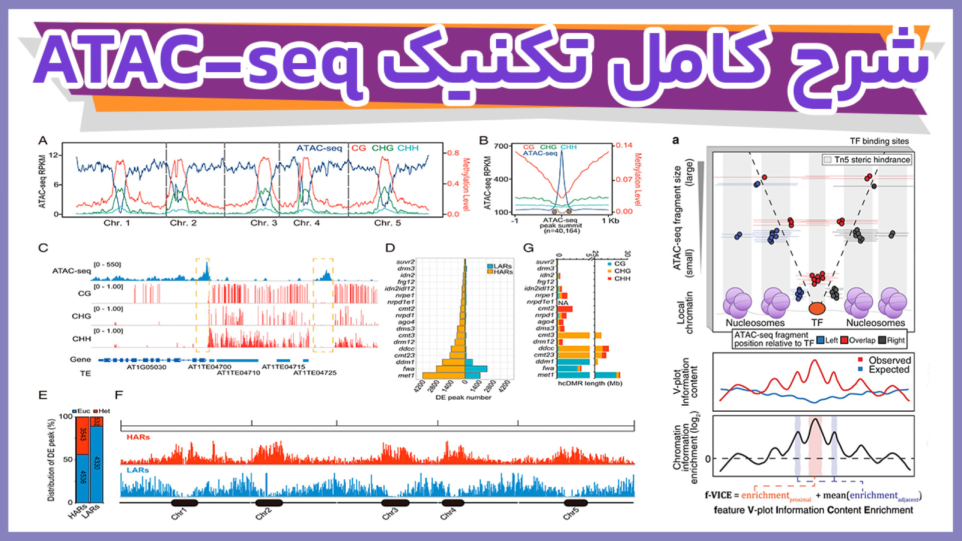 شرح کامل تکنیک ATAC-seq در توالی یابی NGS با مروری بر FAIRE-seq و MNase-seq مهناز افشار