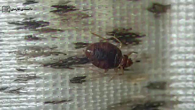 آشنایی با ساس | هرآنچه که باید درمورد ساس بدونید! زمان240ثانیه