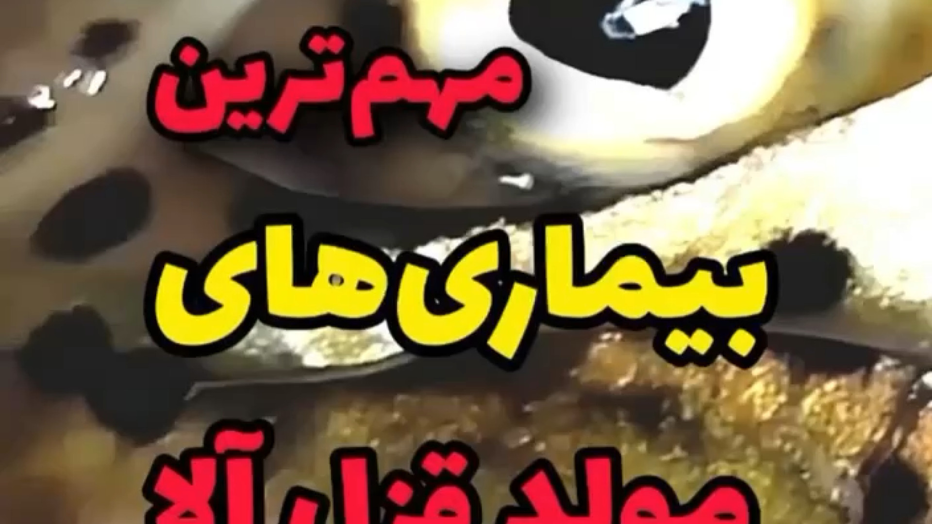 بیماری های مولد قزل الا رفع افتادگی پلک