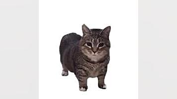 Oiiaoiia Cat کلیپ