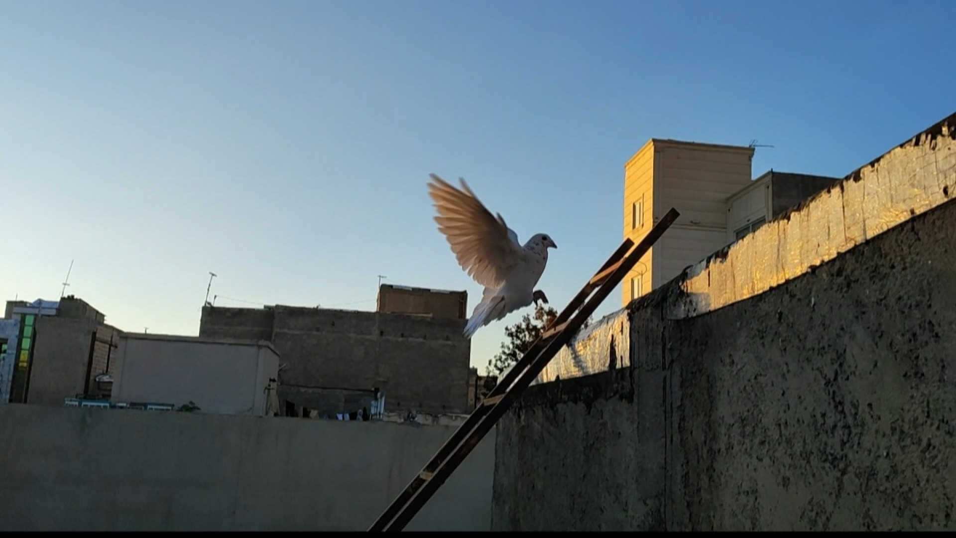 کبوتر های دمدری زمان755ثانیه