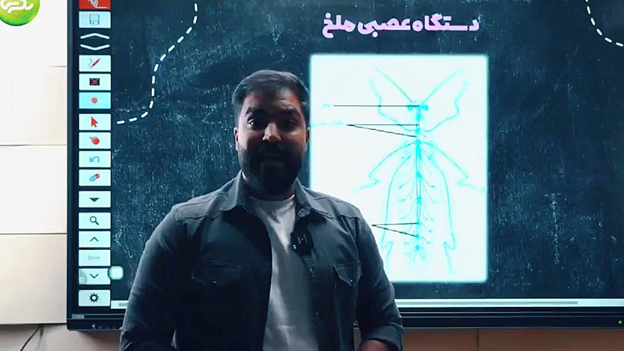 نکات دستگاه عصبی ملخ لمینت