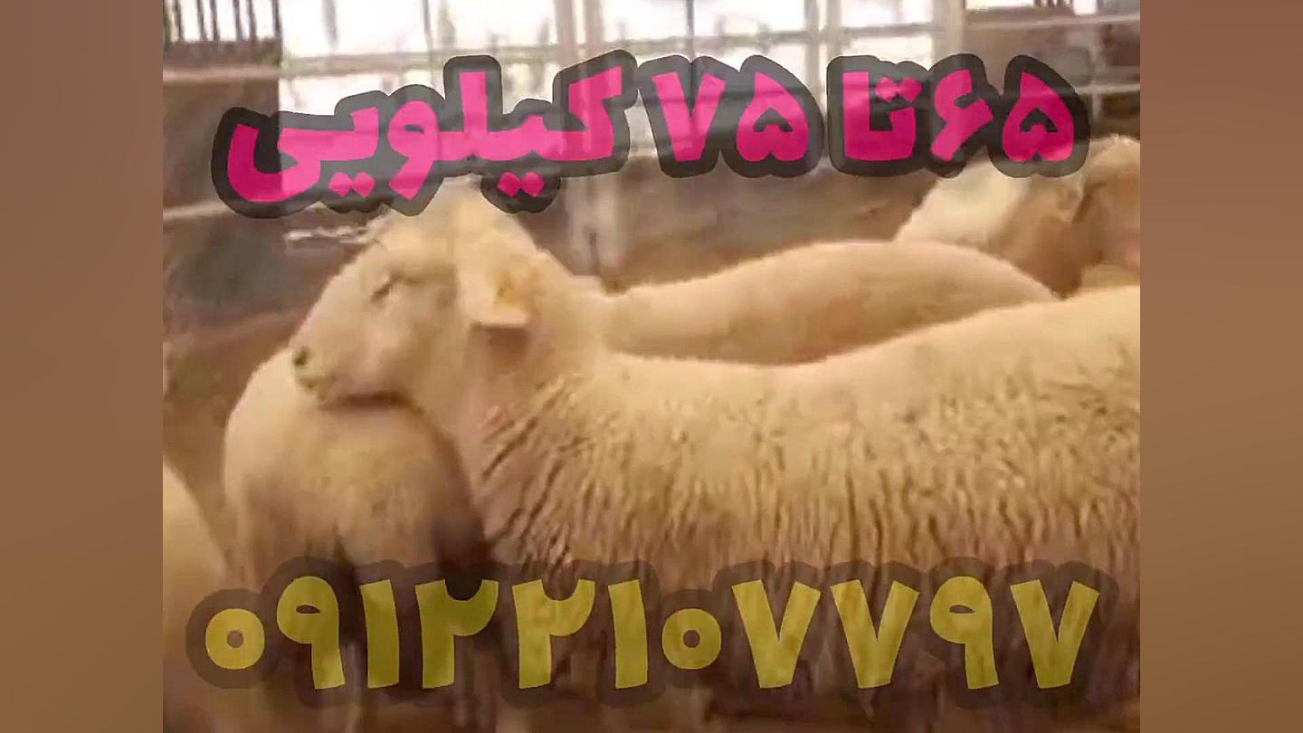 بره قوچ لاکن (تهران ژن ۰۹۱۲۲۱۰۷۷۹۷) پزشکی تله‌مدیسین تخصصی