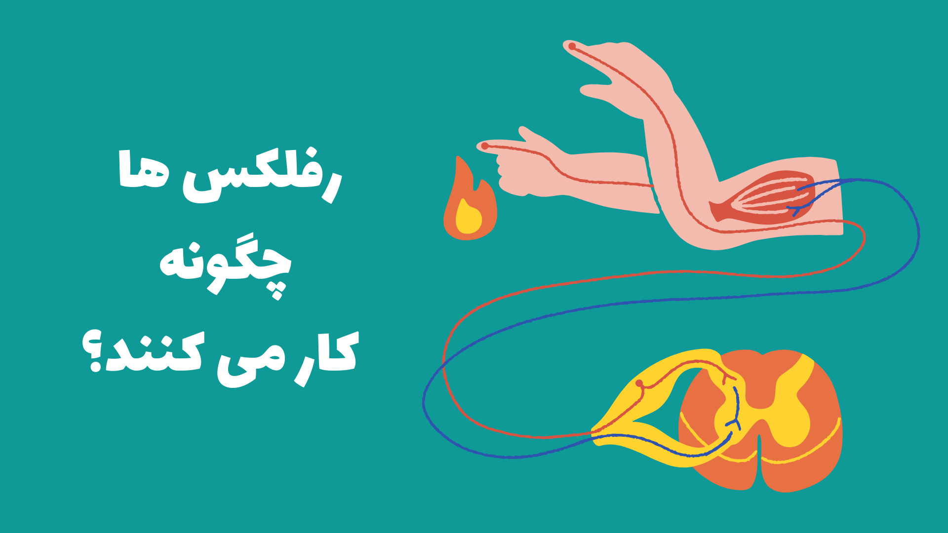 رفلکس های شما چگونه کار می کنند؟ جراحی زیبایی پلک