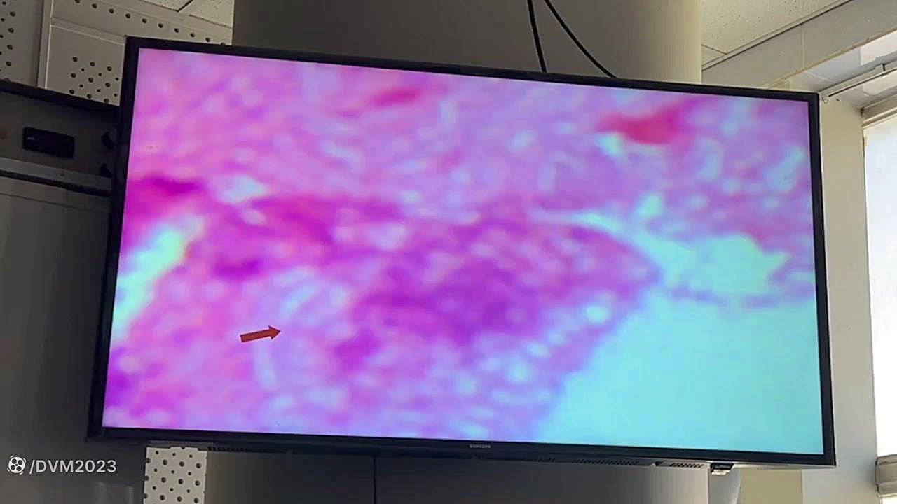 پارت اول جلسه دوم آزمایشگاه پاتولوژی اختصاصی(استاد:دکتر حصارکی) پسر آبجی