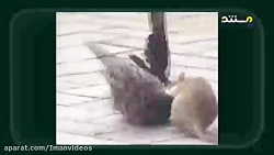 شکار کبوتر توسط موش