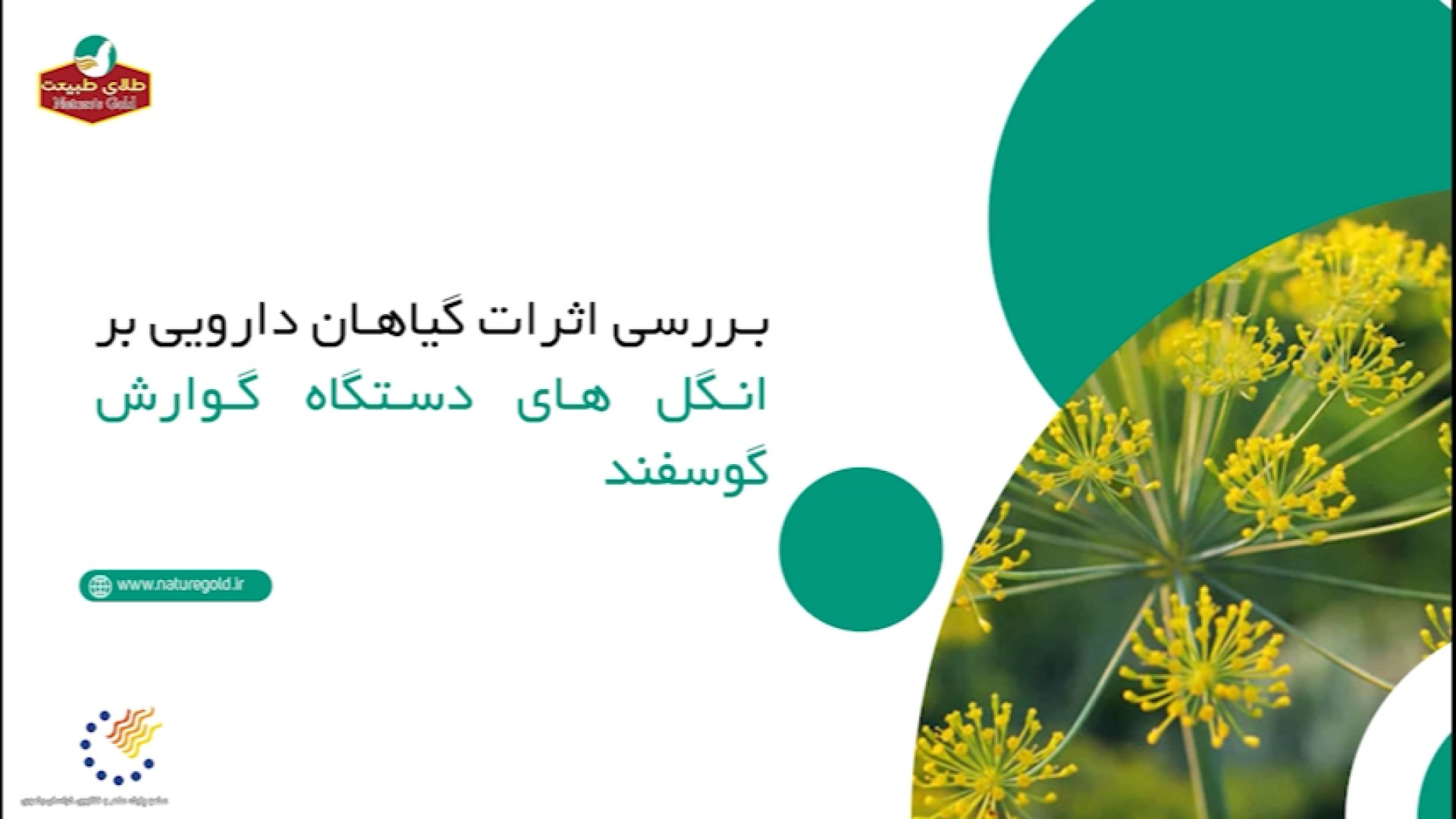 تاثیرات عالی گیاهان دارویی بر کاهش انگل دستگاه گوارش گوسفند دندان مصنوعی
