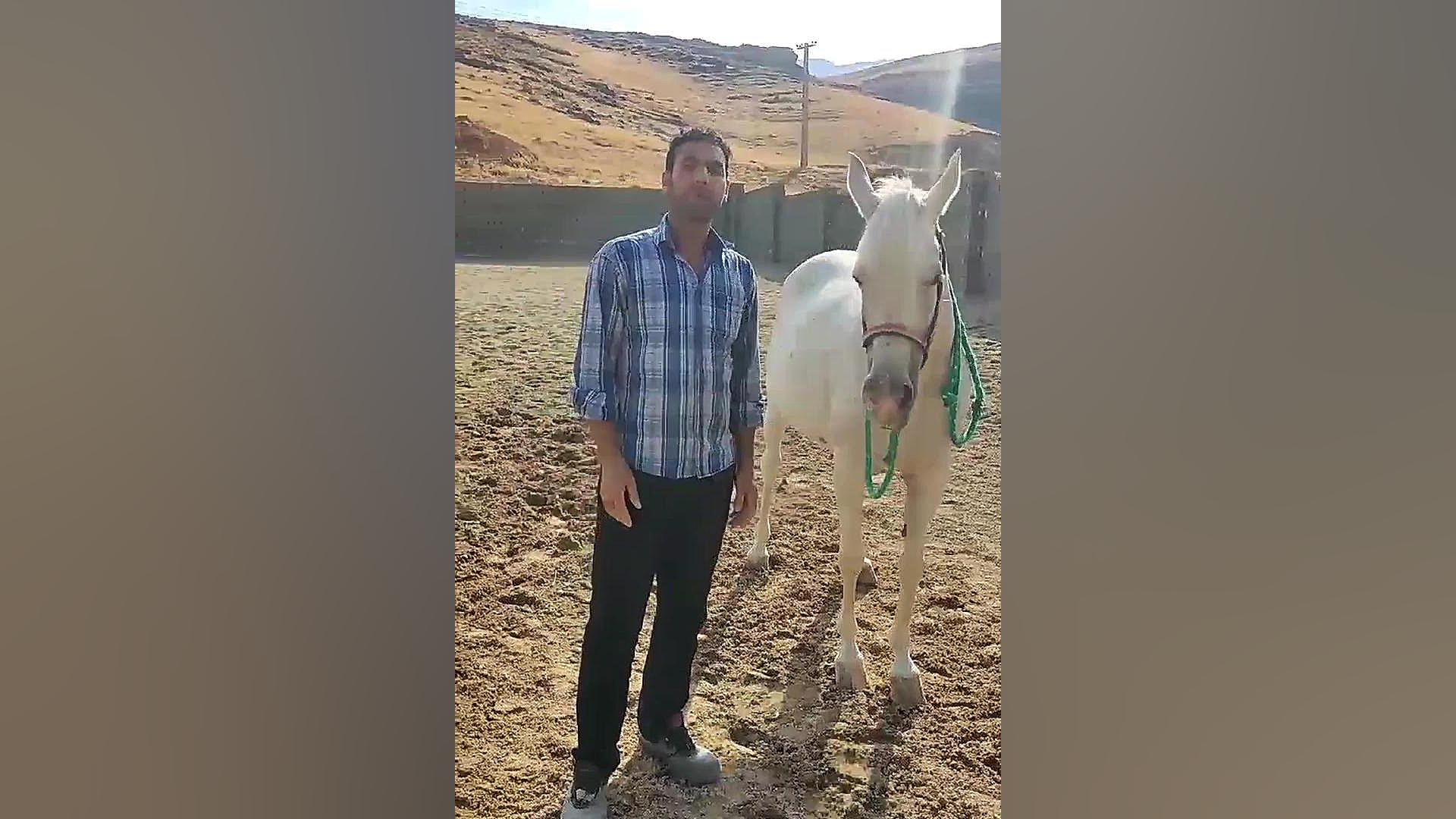 حساسیت زدایی اسب ازطناب یابند دندان مصنوعی