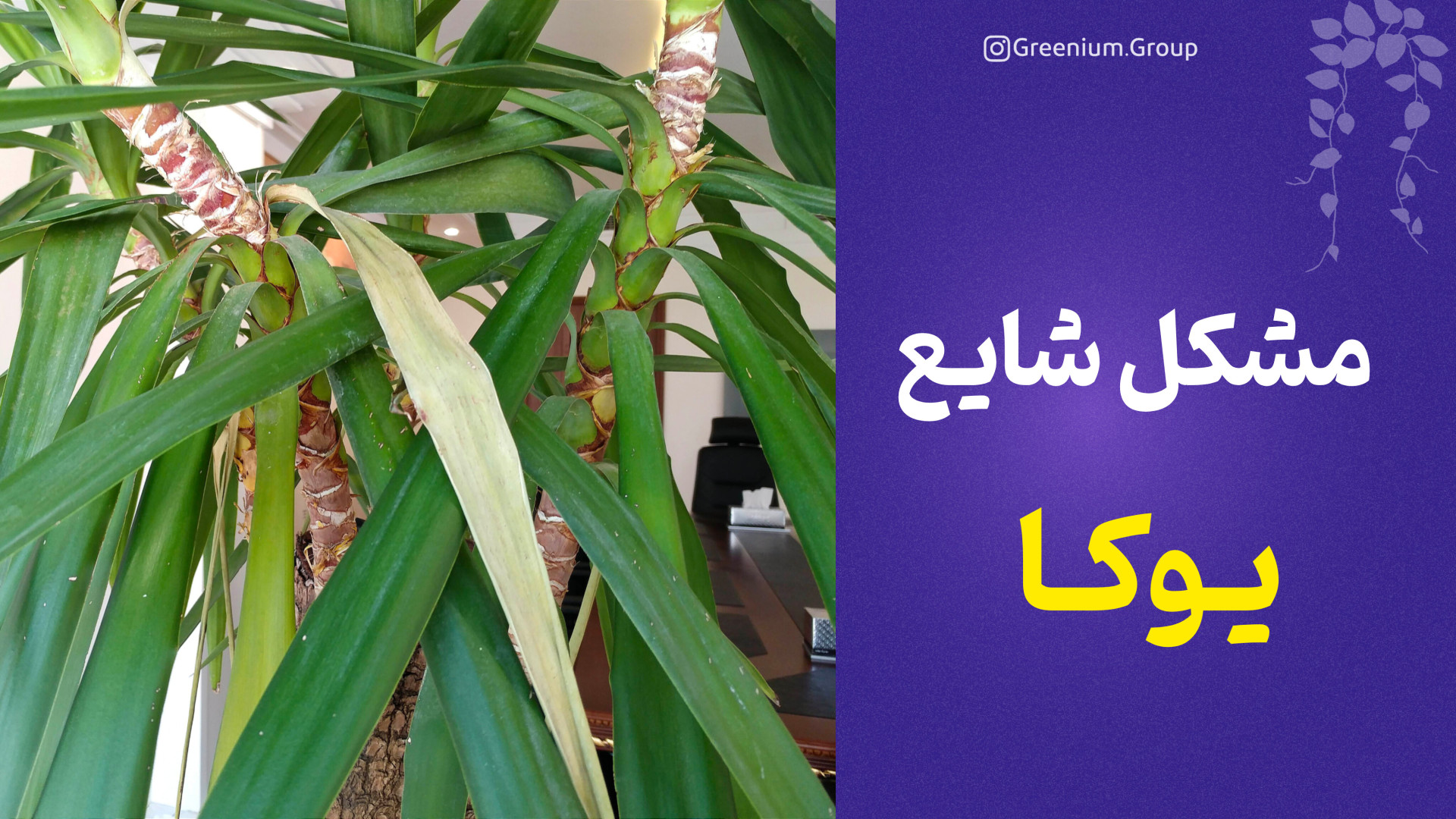 بیماری شایع گیاه یوکا ترومبوسیتوپنی مقاوم