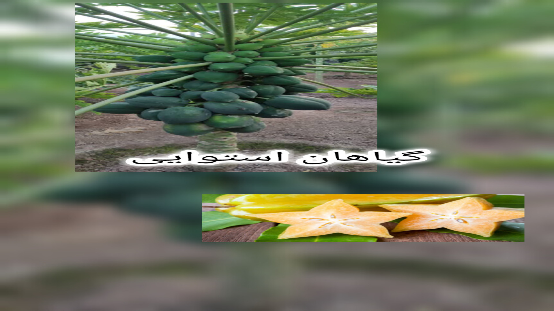خط استوا را به خانه بیاورید!_معرفی 4 تا از گیاهان استوایی زمان102ثانیه